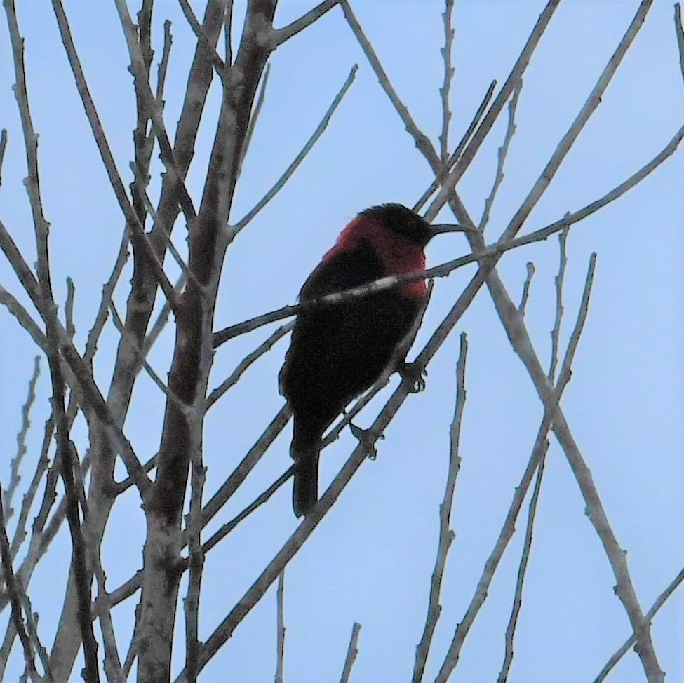 Red-collared Myzomela - Neil Wingert