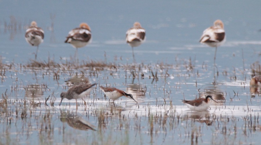 Wilson's Phalarope - Paul Lewis