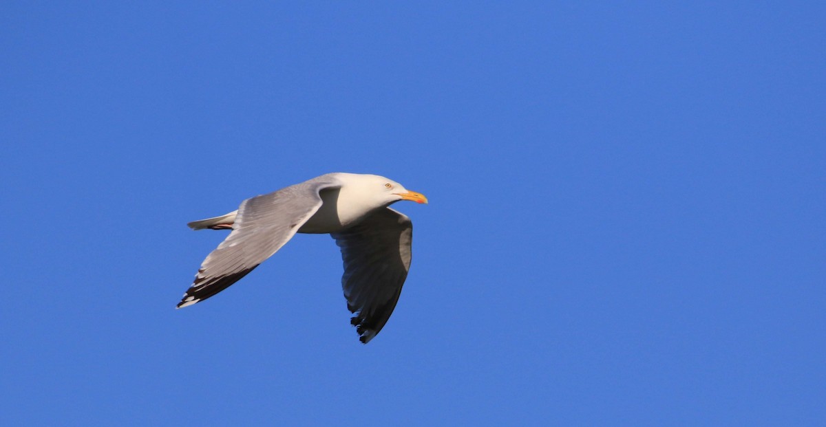 Herring Gull - ML166798051