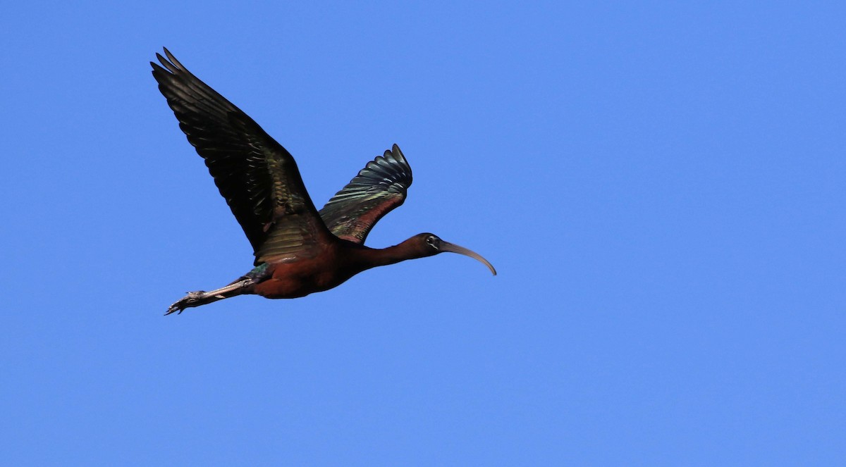 Glossy Ibis - ML166798171