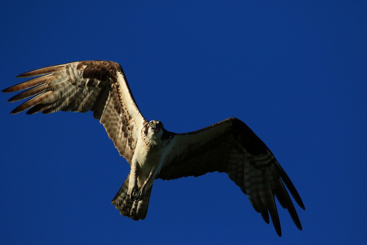 Águila Pescadora - ML166798371