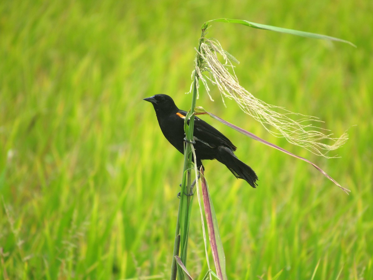 Red-winged Blackbird - ML166798511