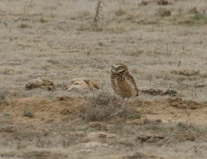 Burrowing Owl - ML166798841