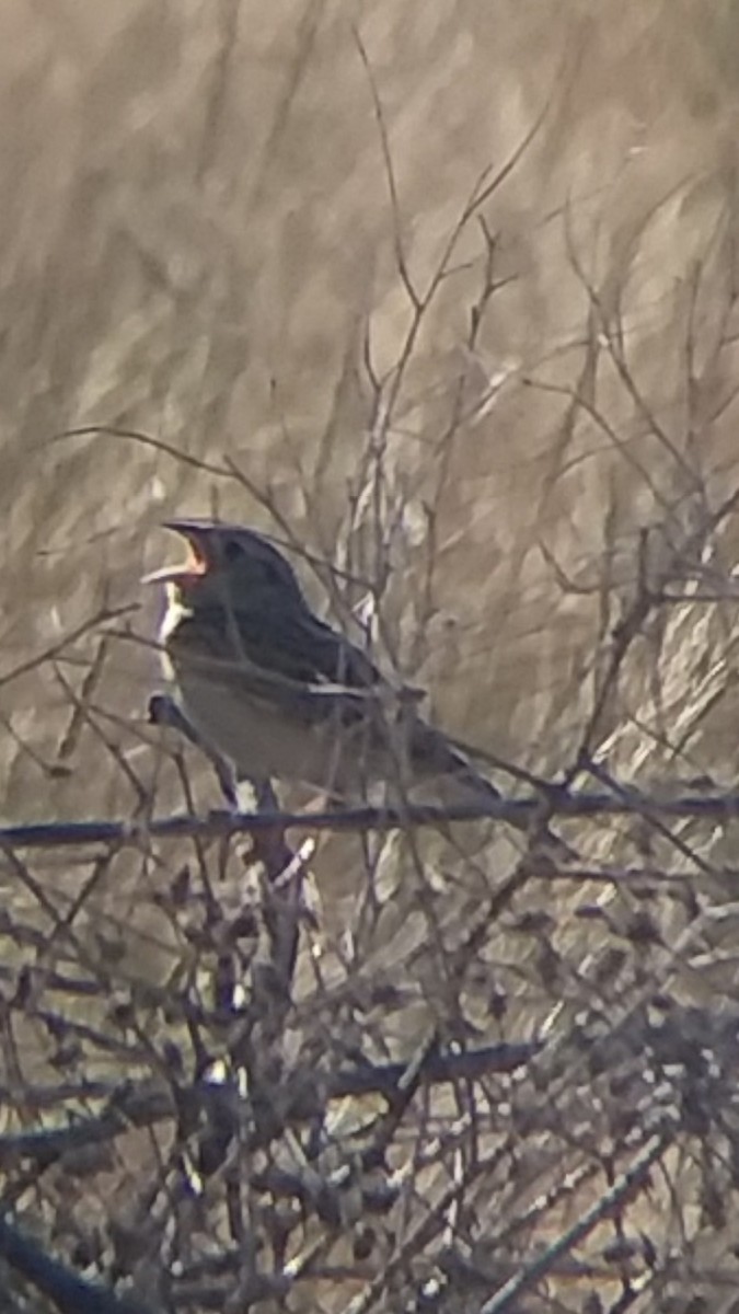 Grasshopper Sparrow - ML166798911