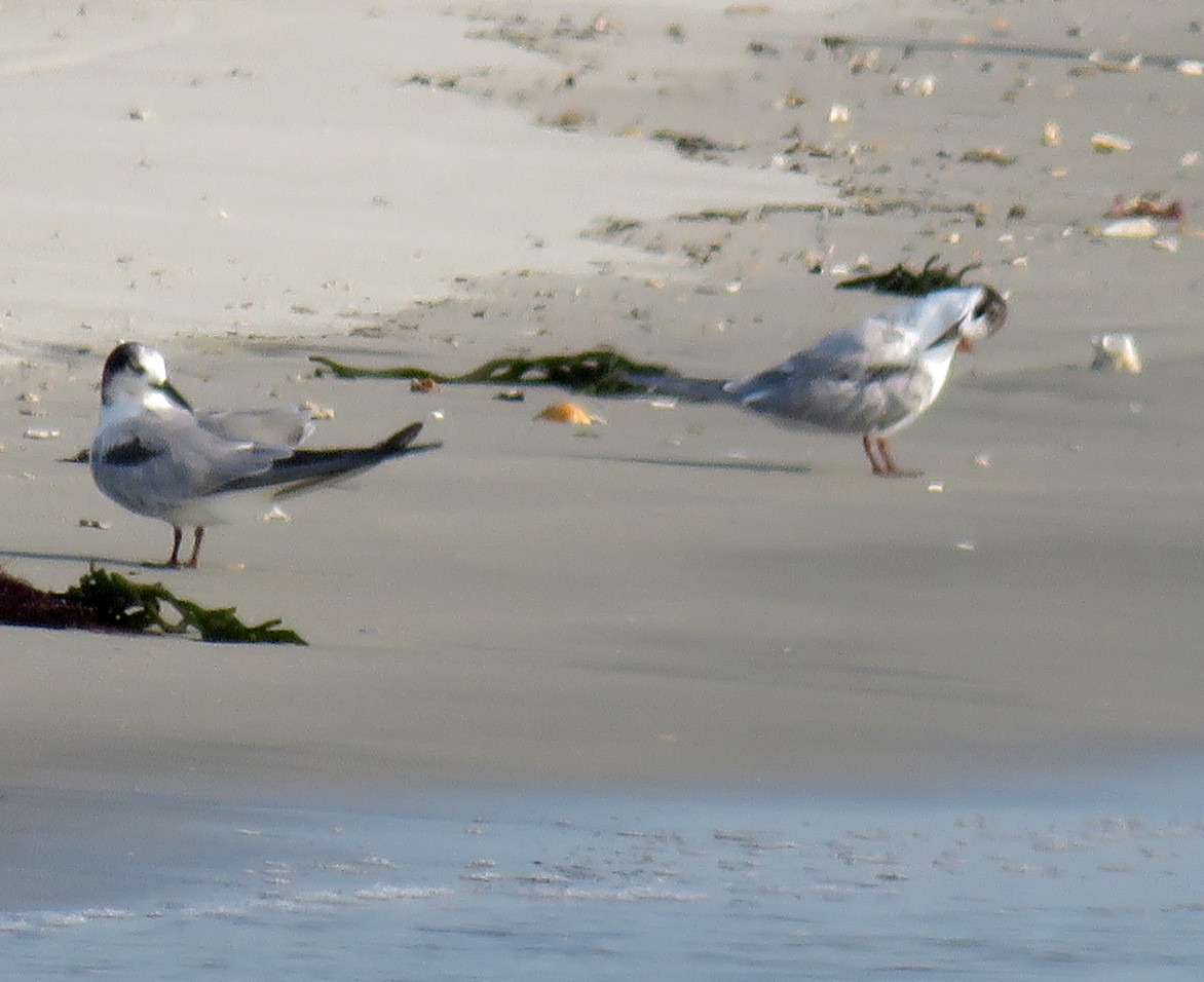 Common Tern - ML166802281