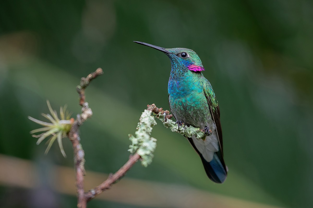 White-vented Violetear - ML166803381