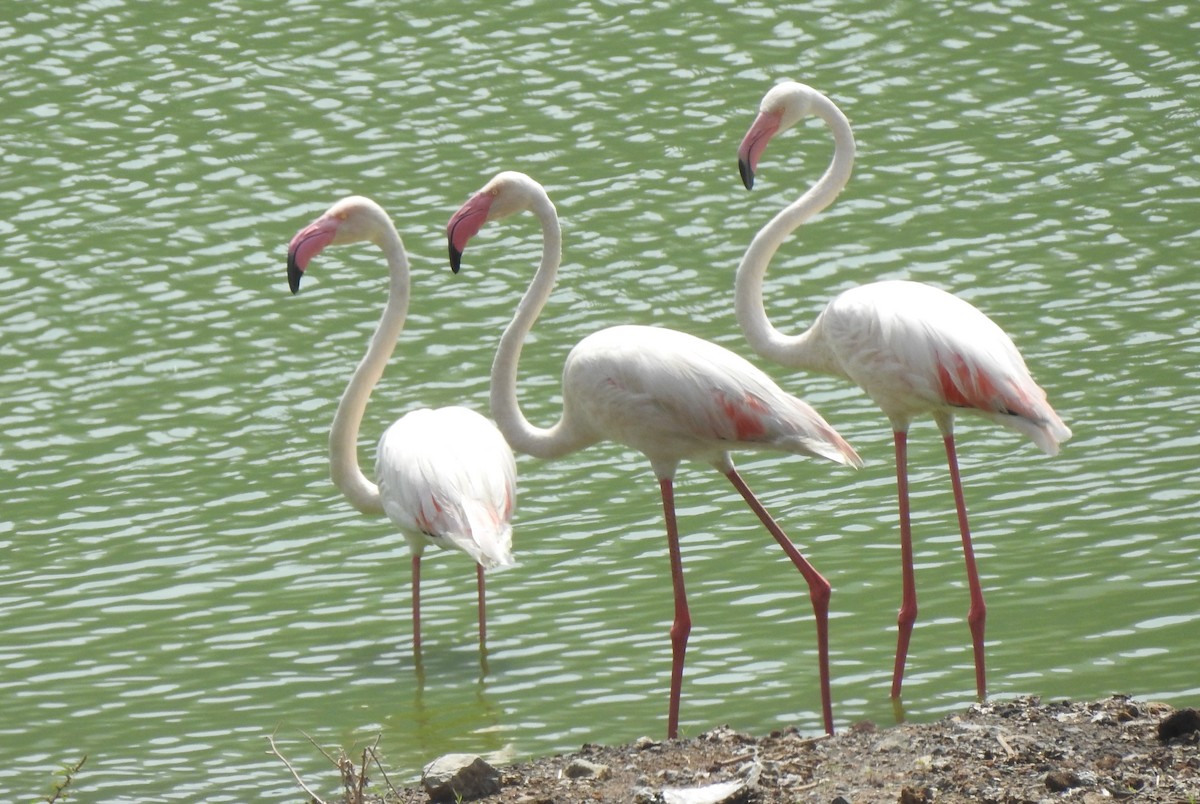 Greater Flamingo - ML166804451