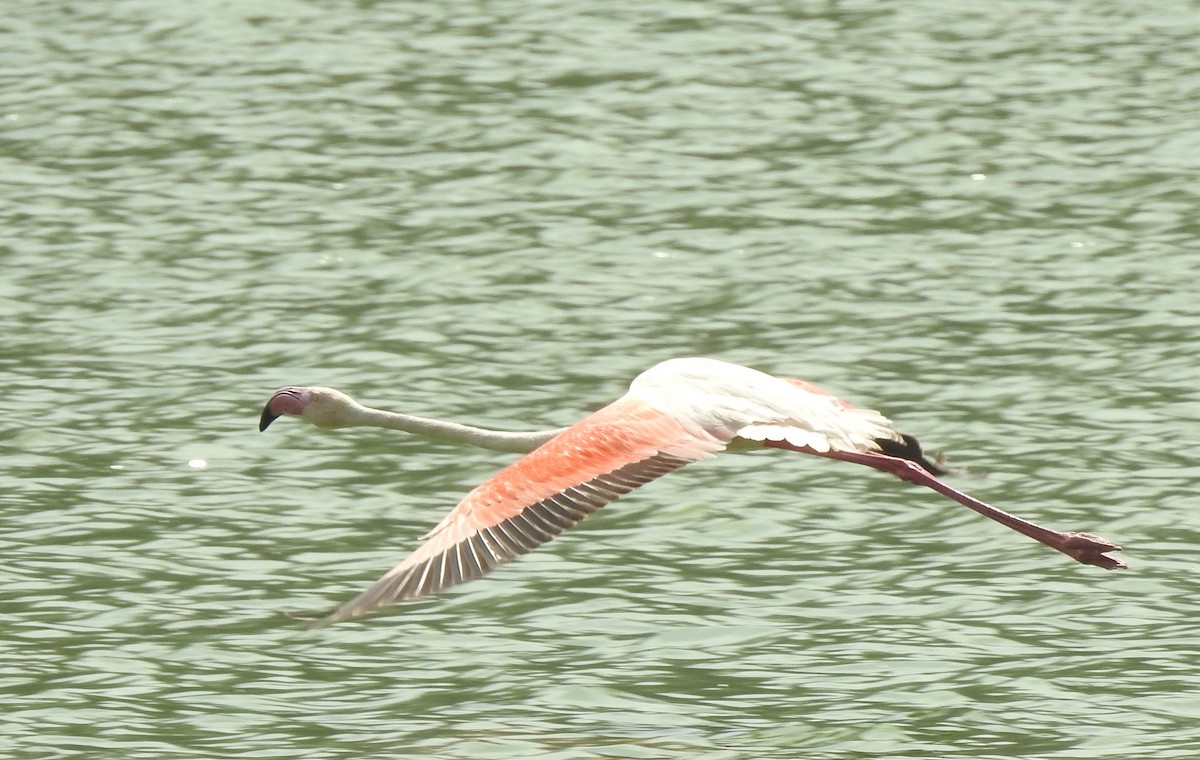 Greater Flamingo - ML166804481