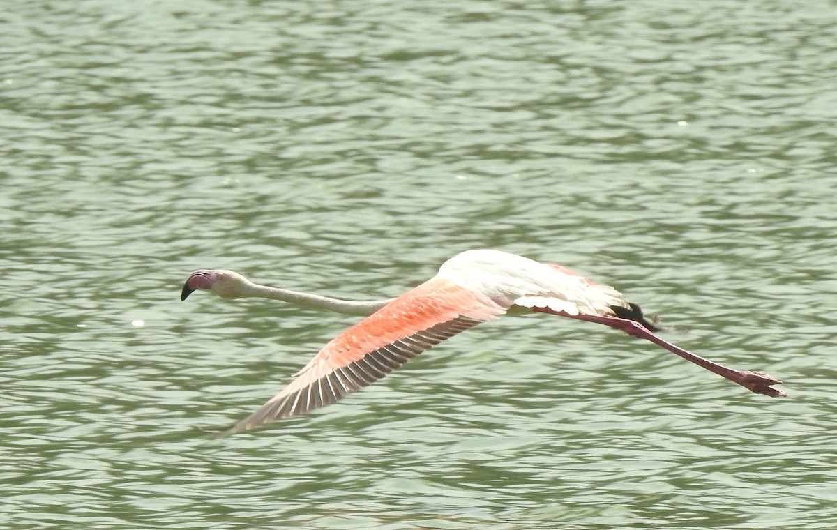 Flamant rose - ML166804481