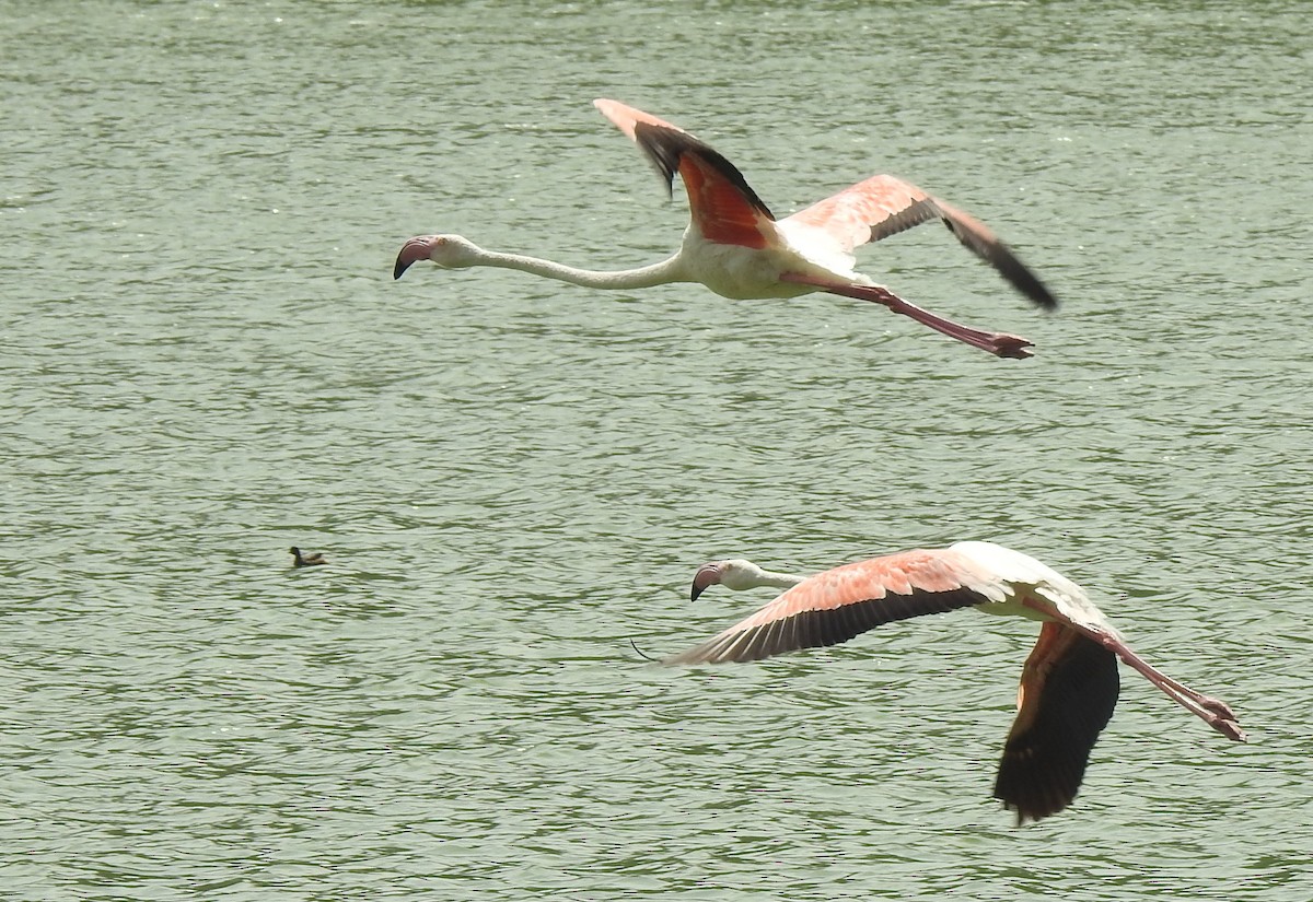 Flamant rose - ML166804511