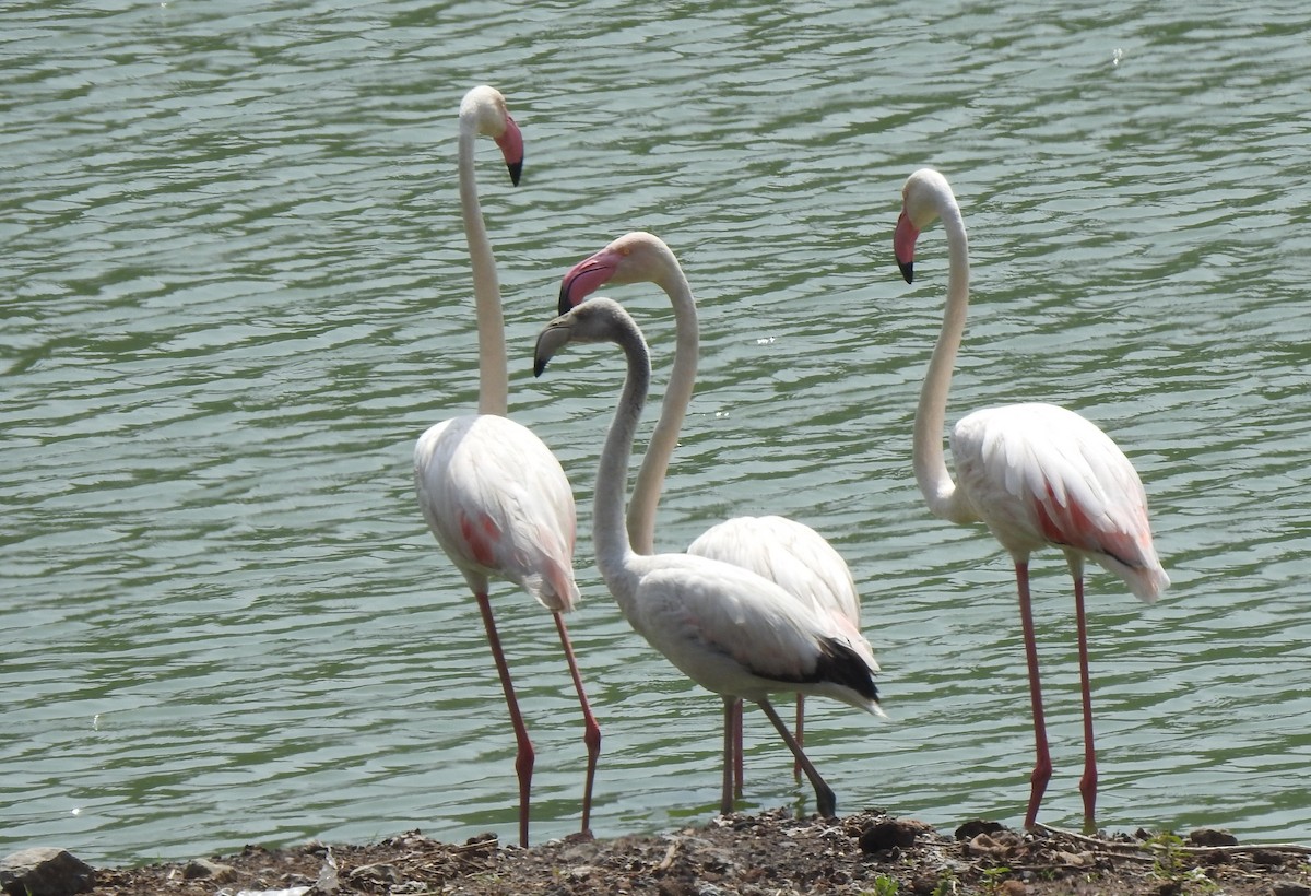Greater Flamingo - ML166804521