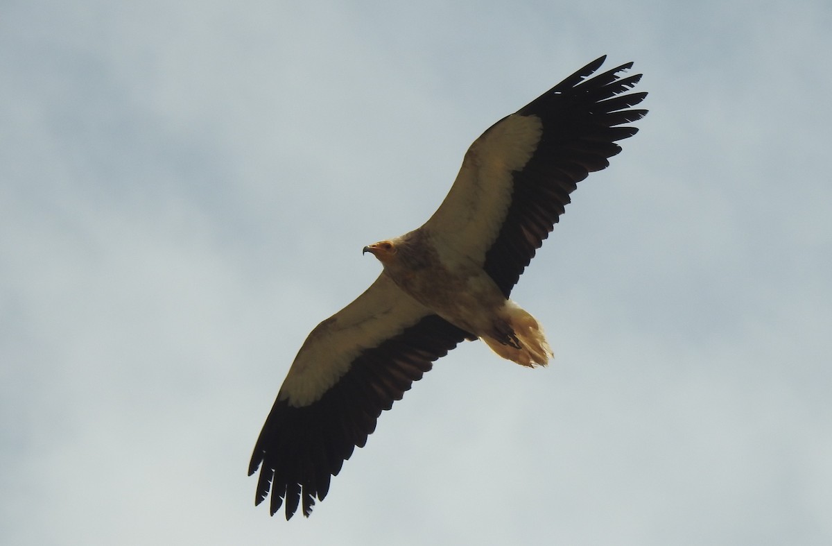 Egyptian Vulture - Joel Adams