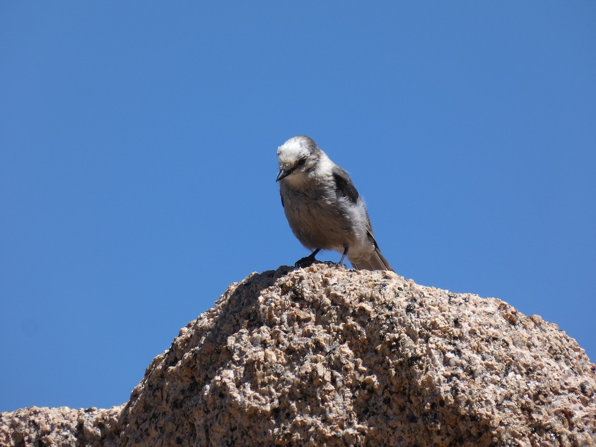 Canada Jay - ML166804591