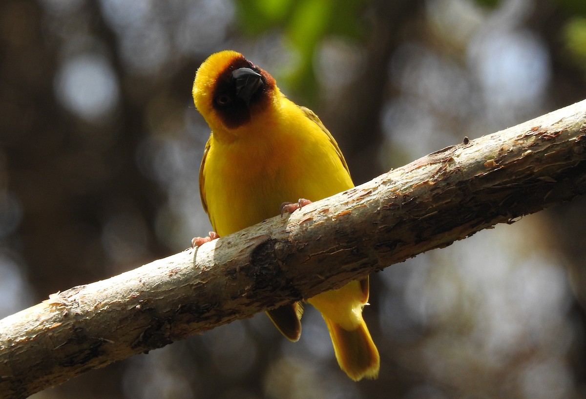 Rüppell's Weaver - Joel Adams