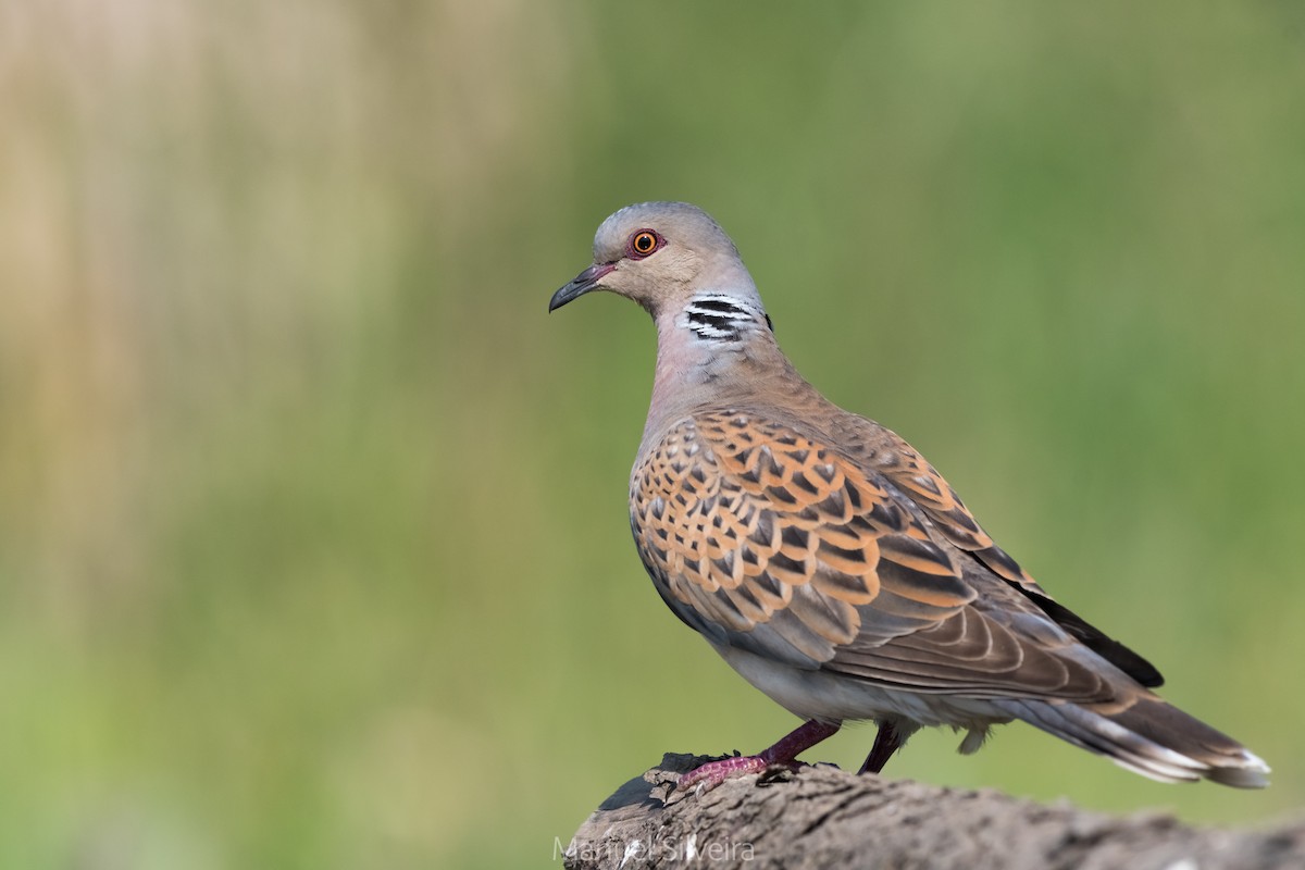 European Turtle-Dove - Manuel Silveira