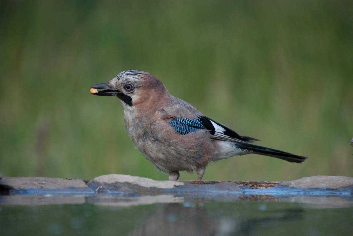 Eurasian Jay - ML166806311