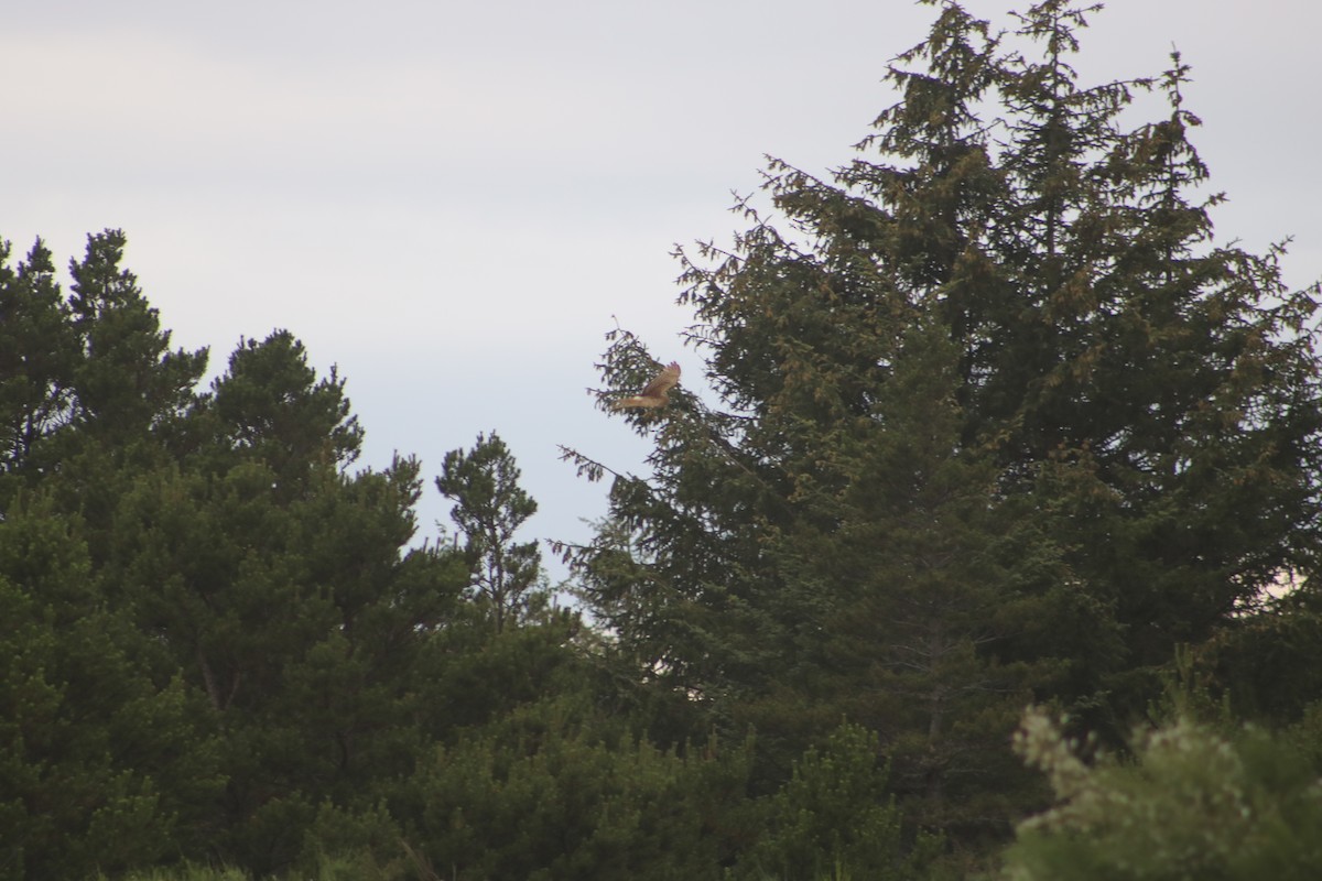 Northern Harrier - ML166807441