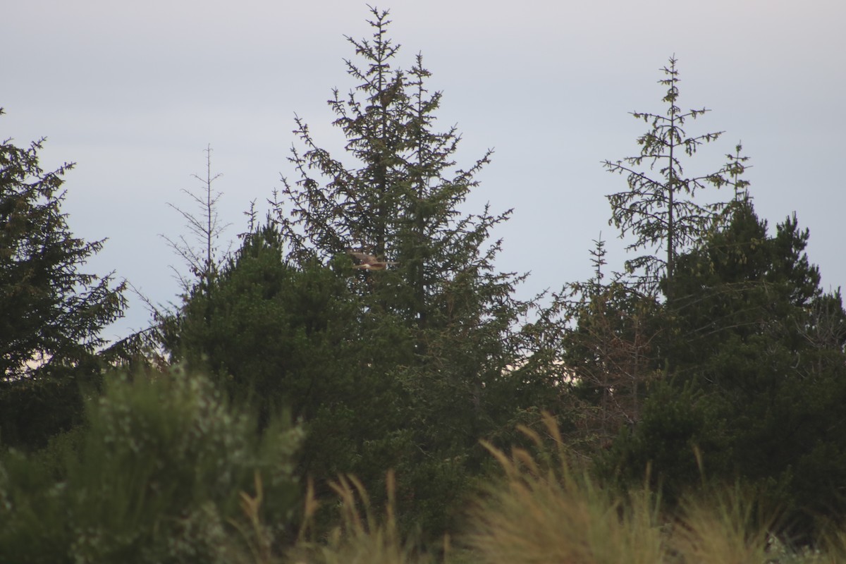 Northern Harrier - ML166807451