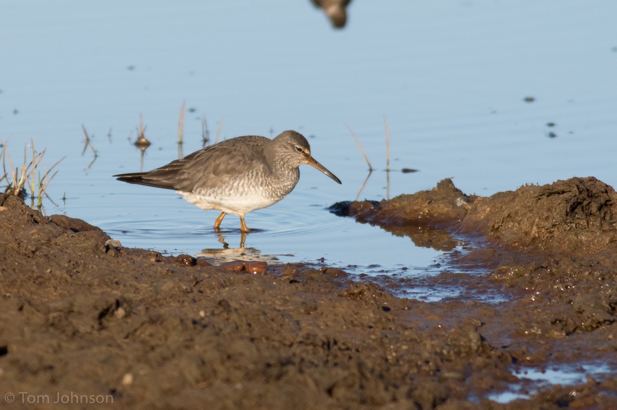 Grauschwanz-Wasserläufer - ML166807831