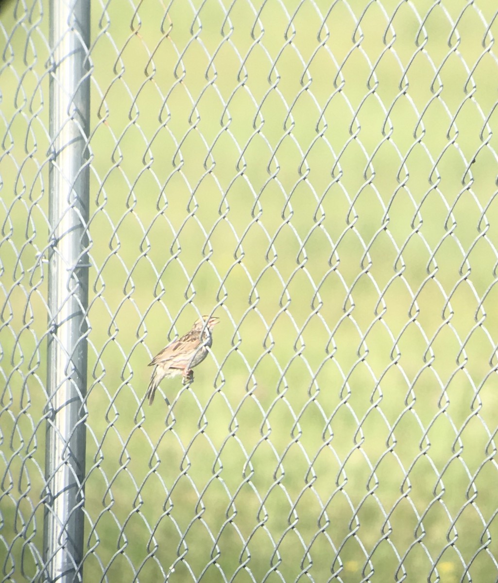 Savannah Sparrow (Savannah) - ML166807951