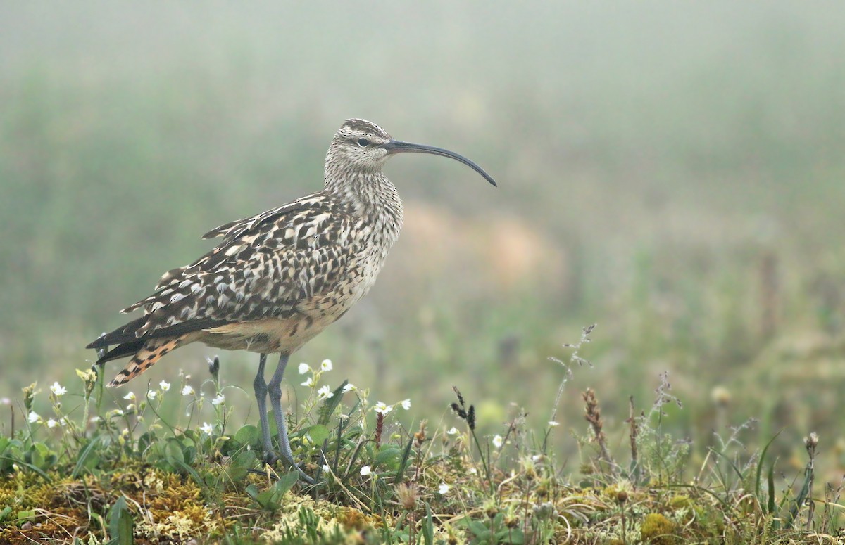 Bristle-thighed Curlew - ML166808151