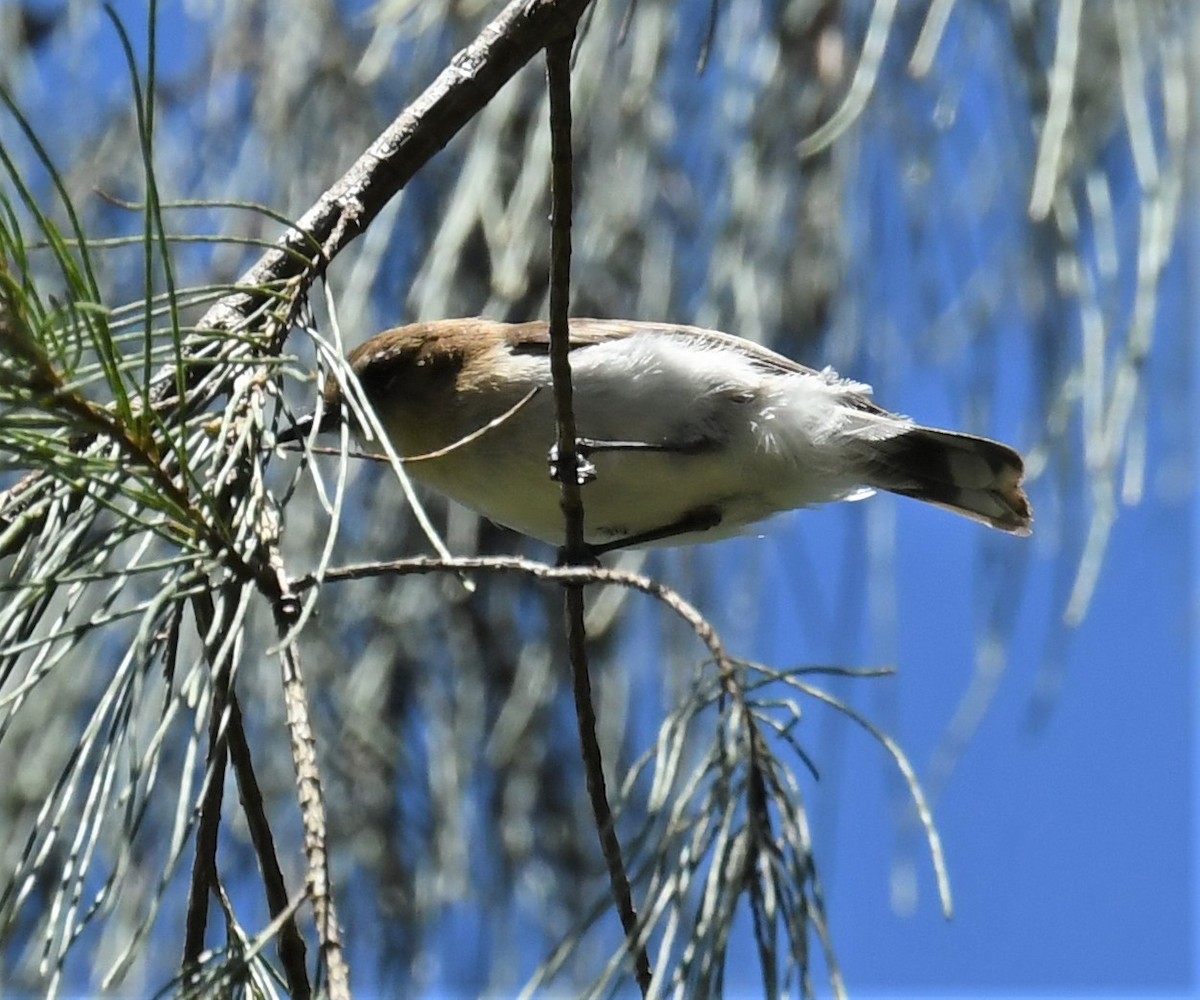 Brown-breasted Gerygone - ML166810561