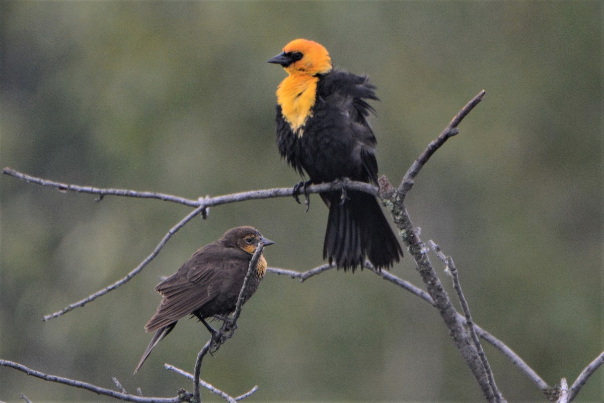 Yellow-headed Blackbird - ML166812061