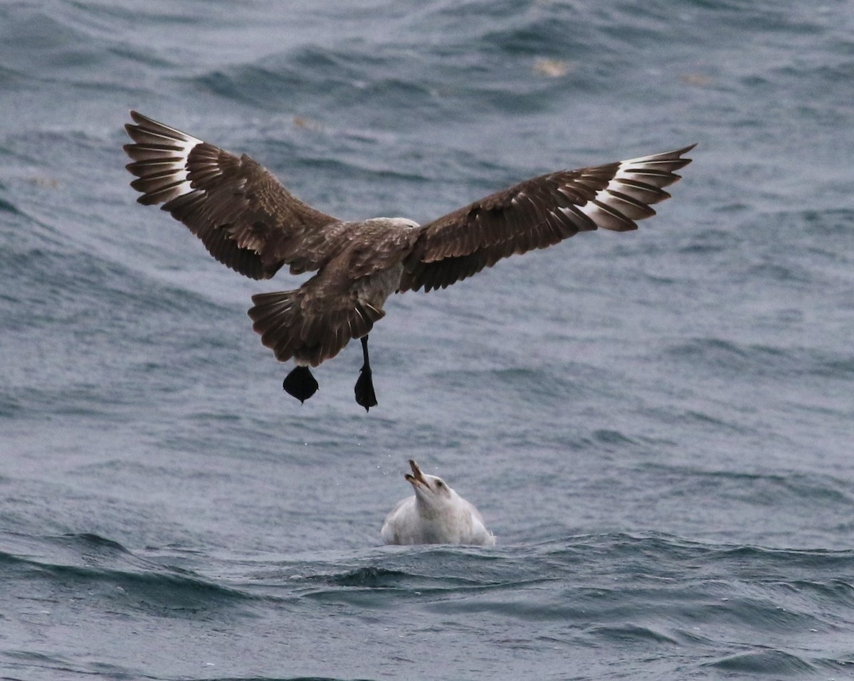 Herring Gull - ML166812461