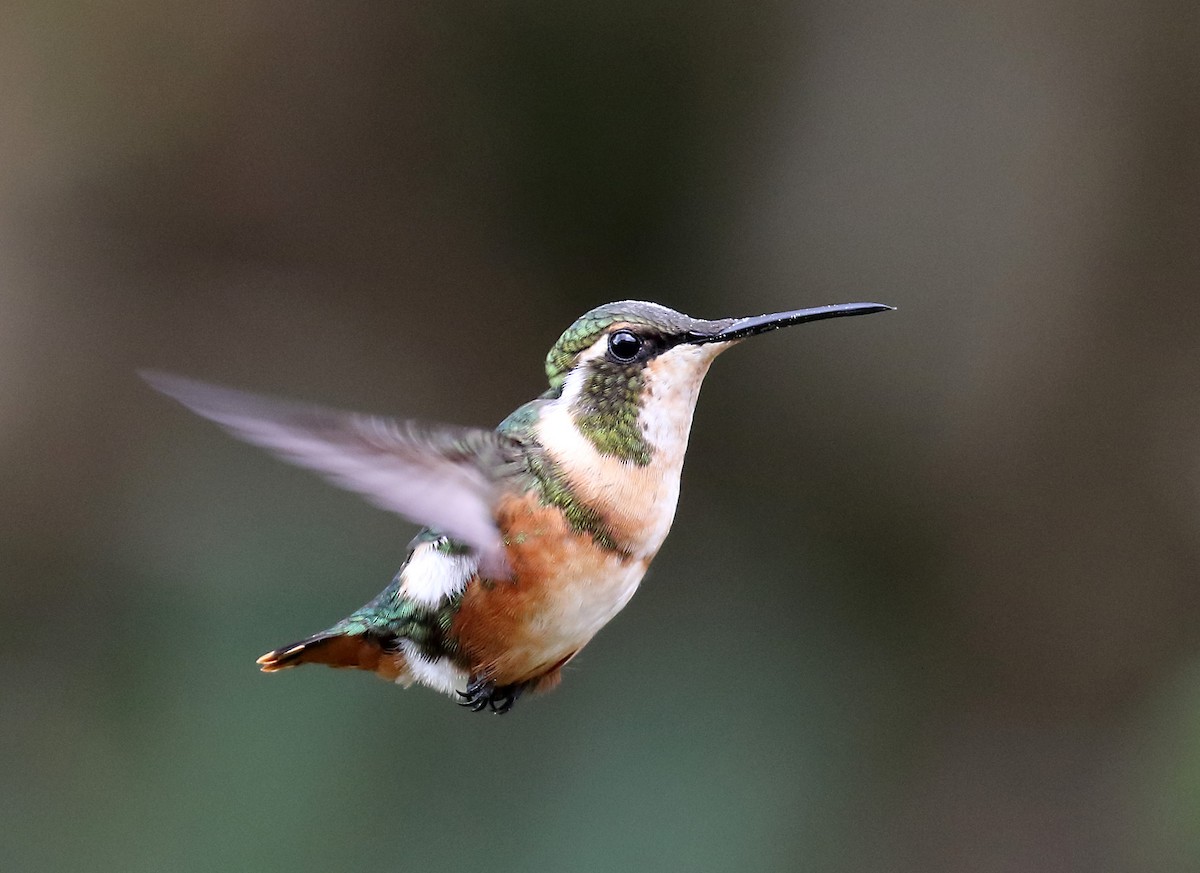 White-bellied Woodstar - Myles McNally