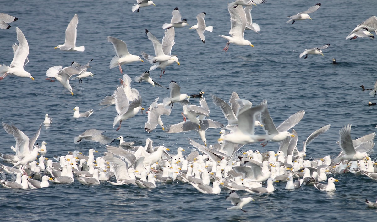 Glaucous-winged Gull - Andy Wilson