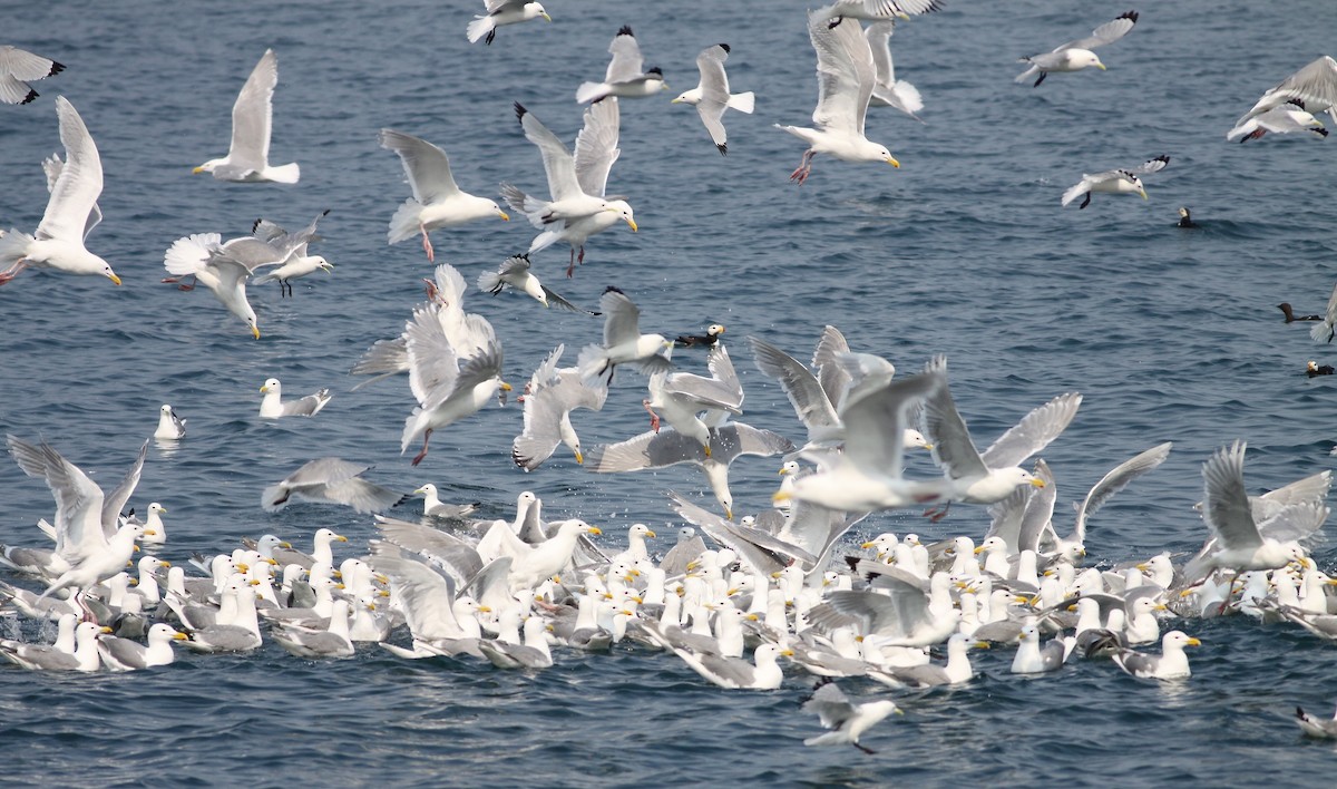 Glaucous-winged Gull - ML166815011