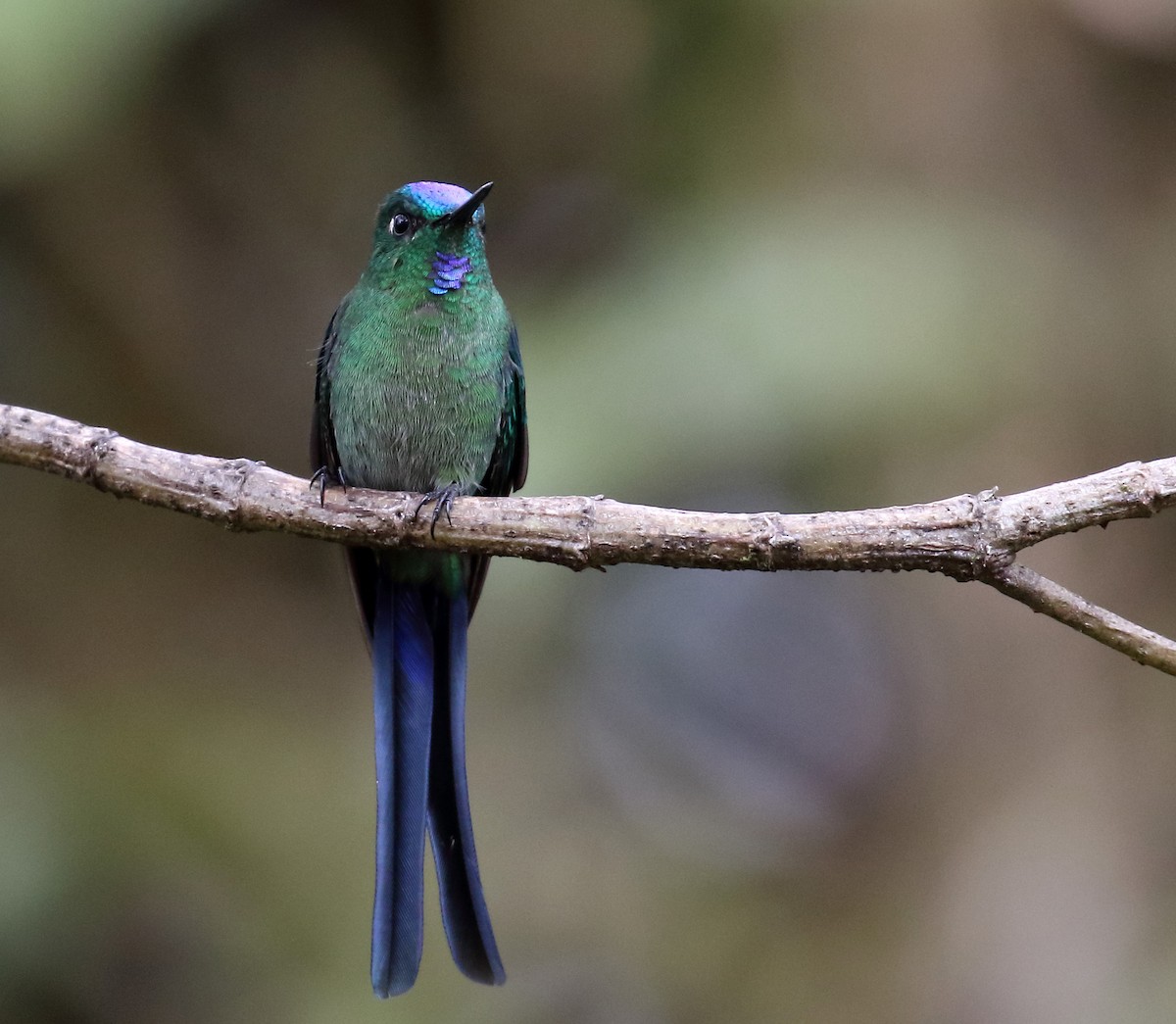 Long-tailed Sylph - ML166815321