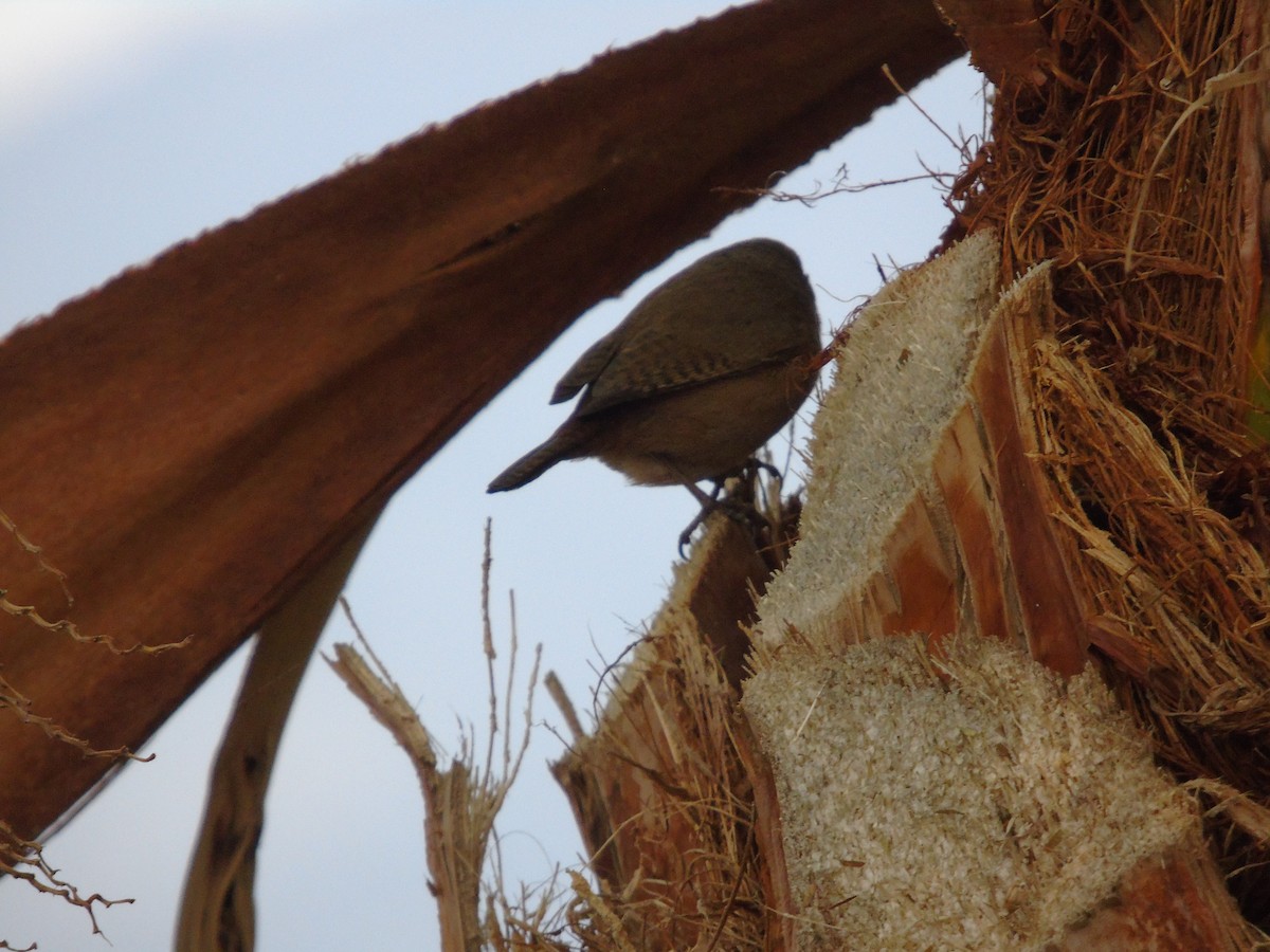 House Wren - ML166816811