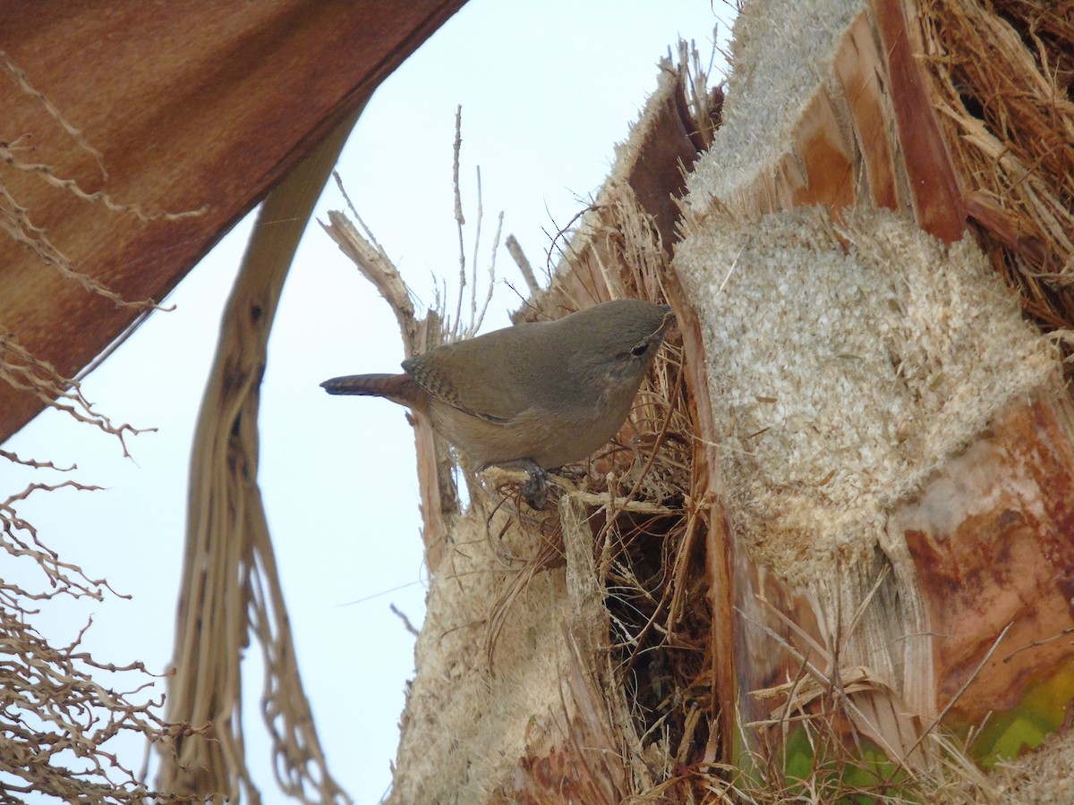 House Wren - ML166816831