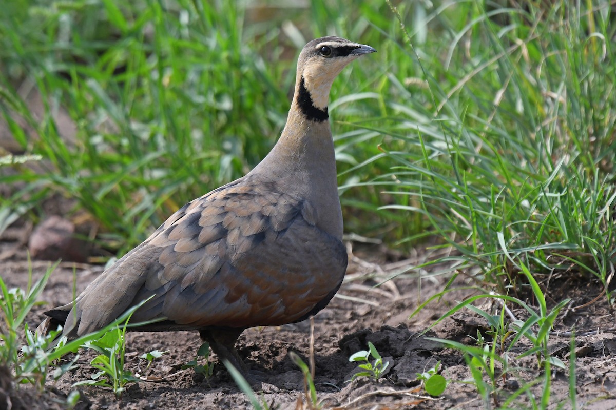 Yellow-throated Sandgrouse - ML166816991