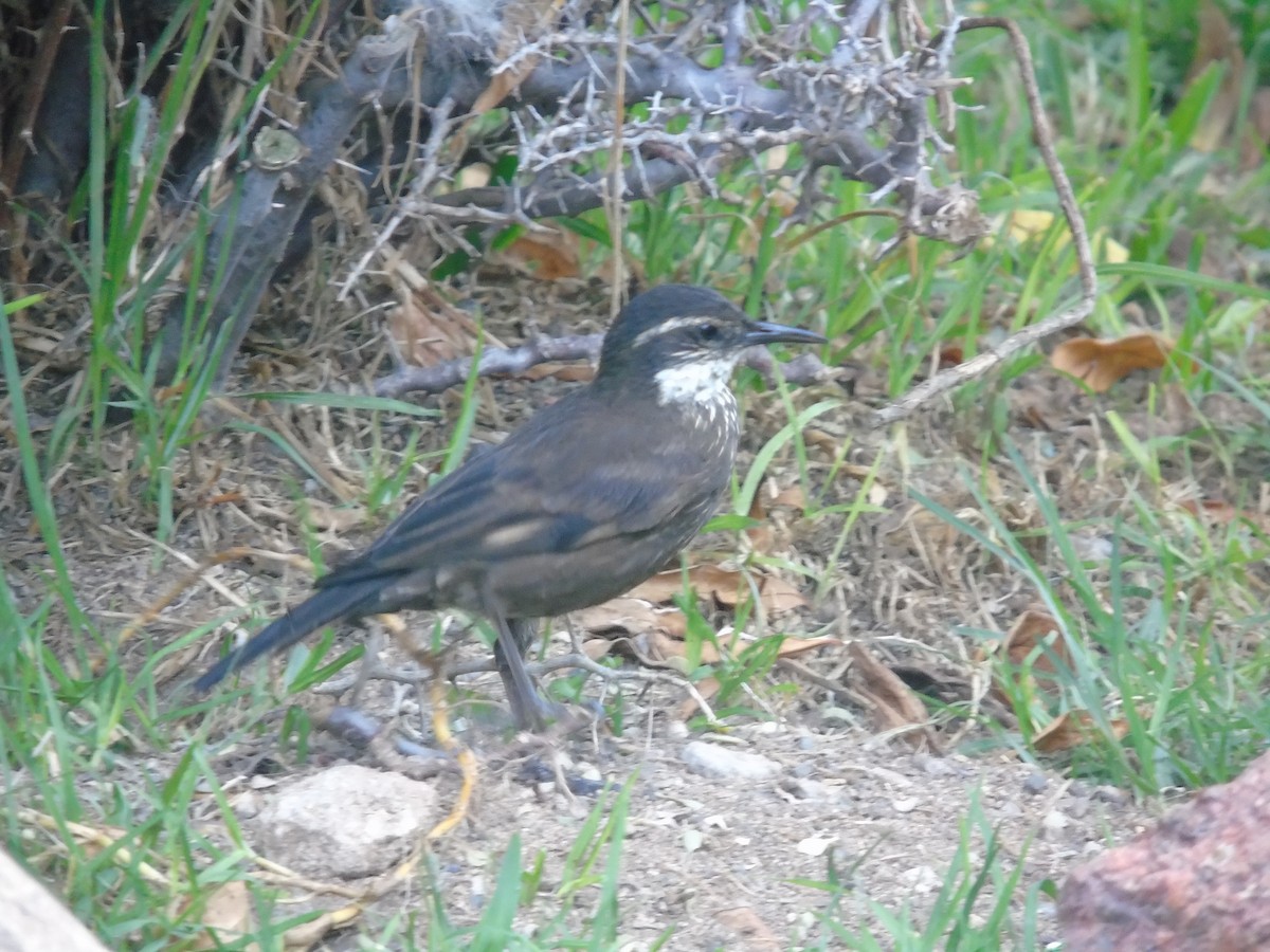 Remolinera Costera Chilena - ML166817261