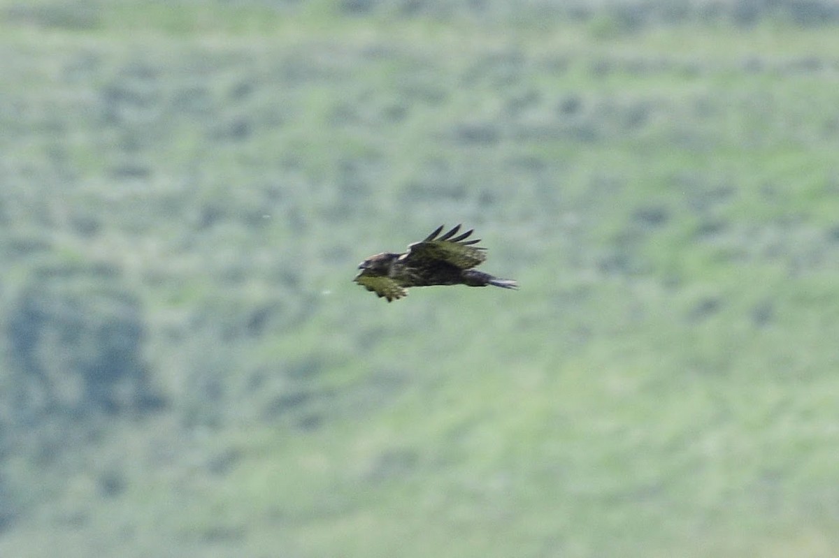 Red-tailed Hawk (Harlan's) - David de Rivera Tønnessen