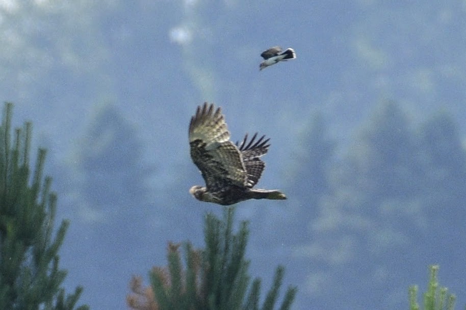 Red-tailed Hawk (Harlan's) - David de Rivera Tønnessen