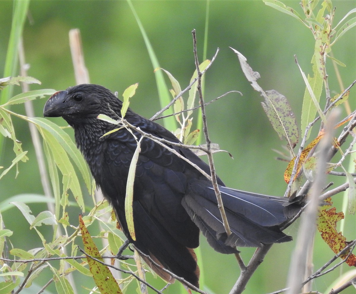 Smooth-billed Ani - ML166817921