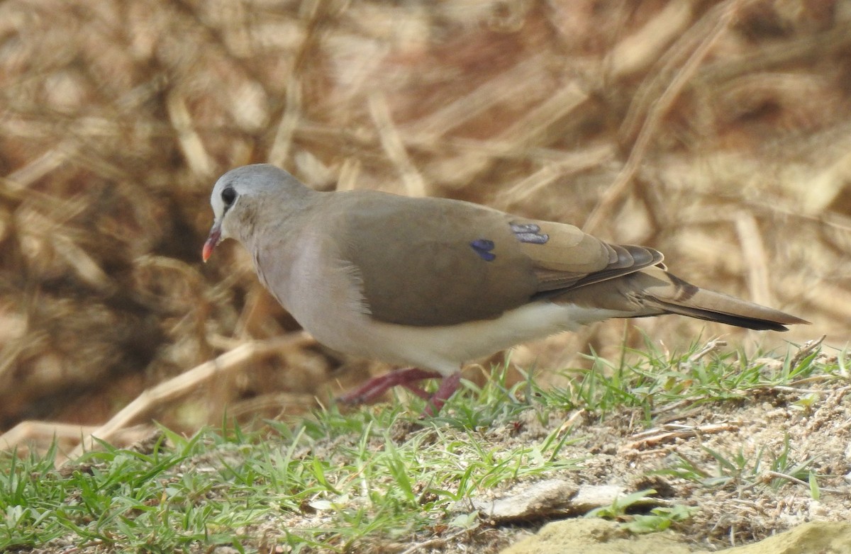 Blue-spotted Wood-Dove - ML166820541