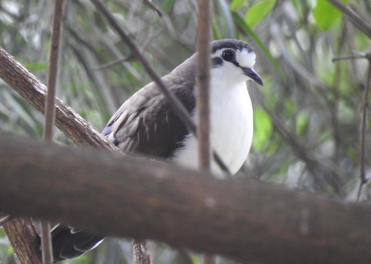 Palomita Tamborilera - ML166820571