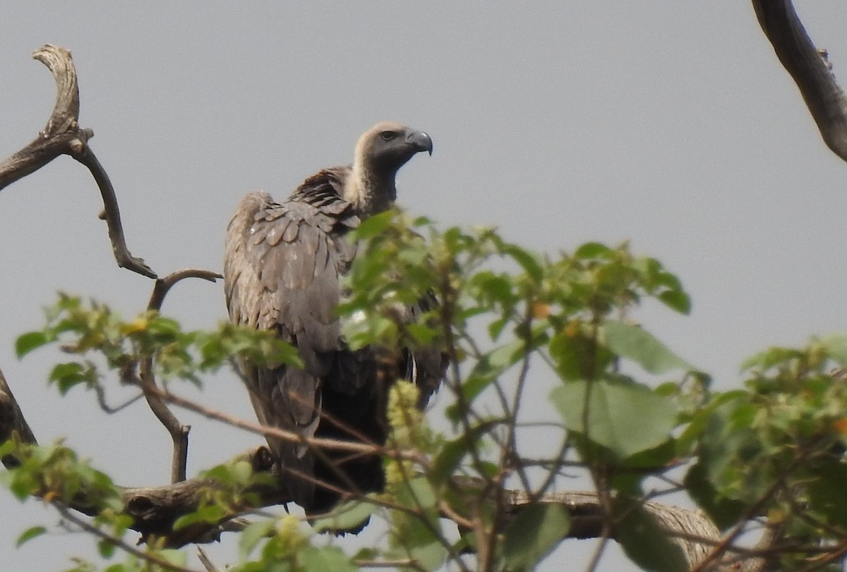 Buitre Dorsiblanco Africano - ML166820651