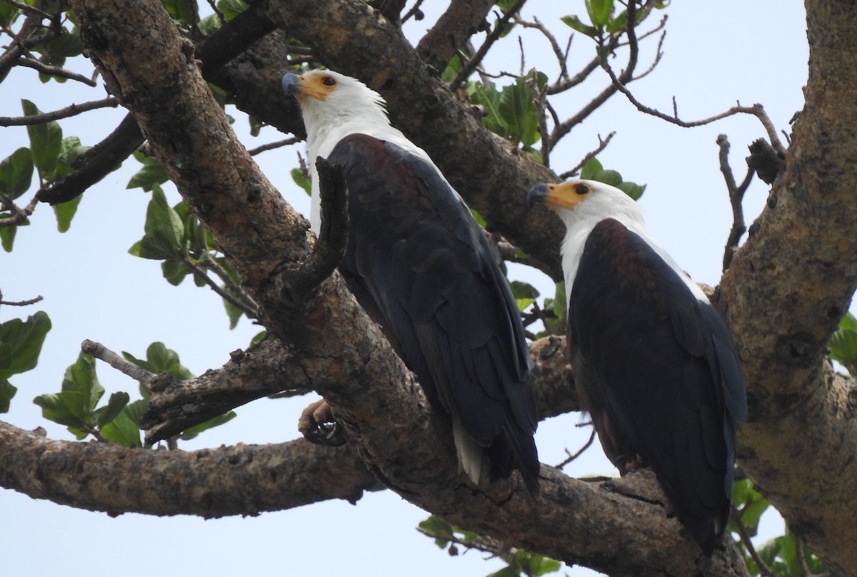 African Fish-Eagle - ML166820671