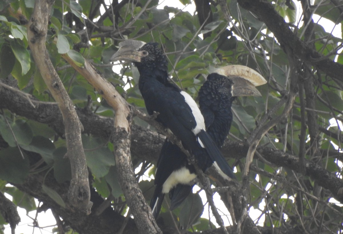 Silvery-cheeked Hornbill - ML166820741