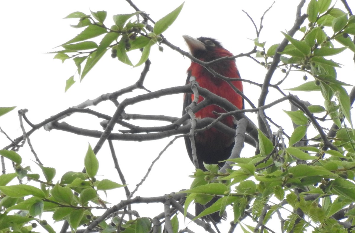 Double-toothed Barbet - ML166820821