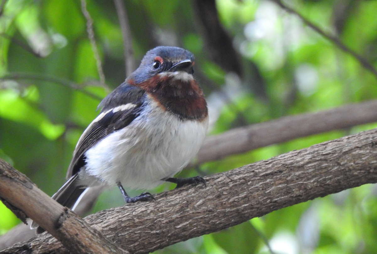 Brown-throated Wattle-eye - ML166820871