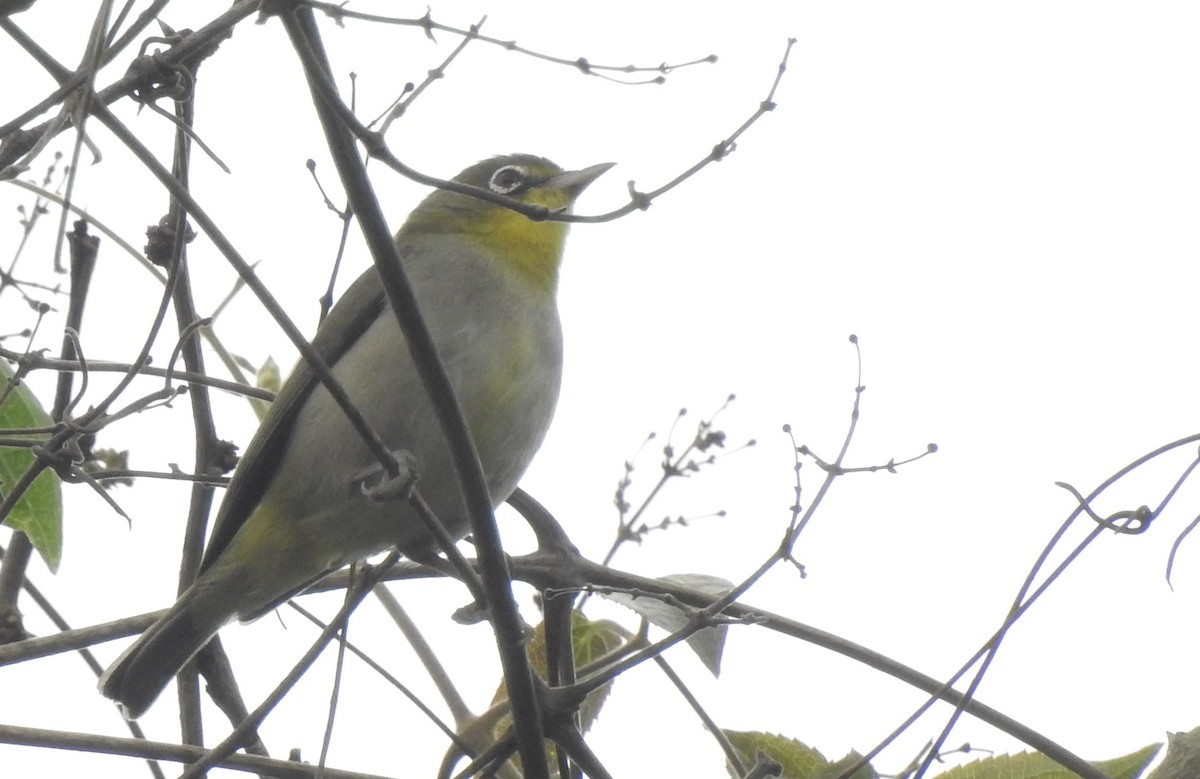 Abyssinian White-eye - ML166821031