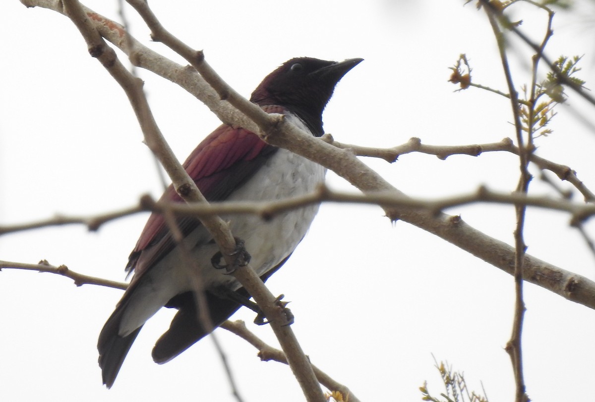 Violet-backed Starling - ML166821061