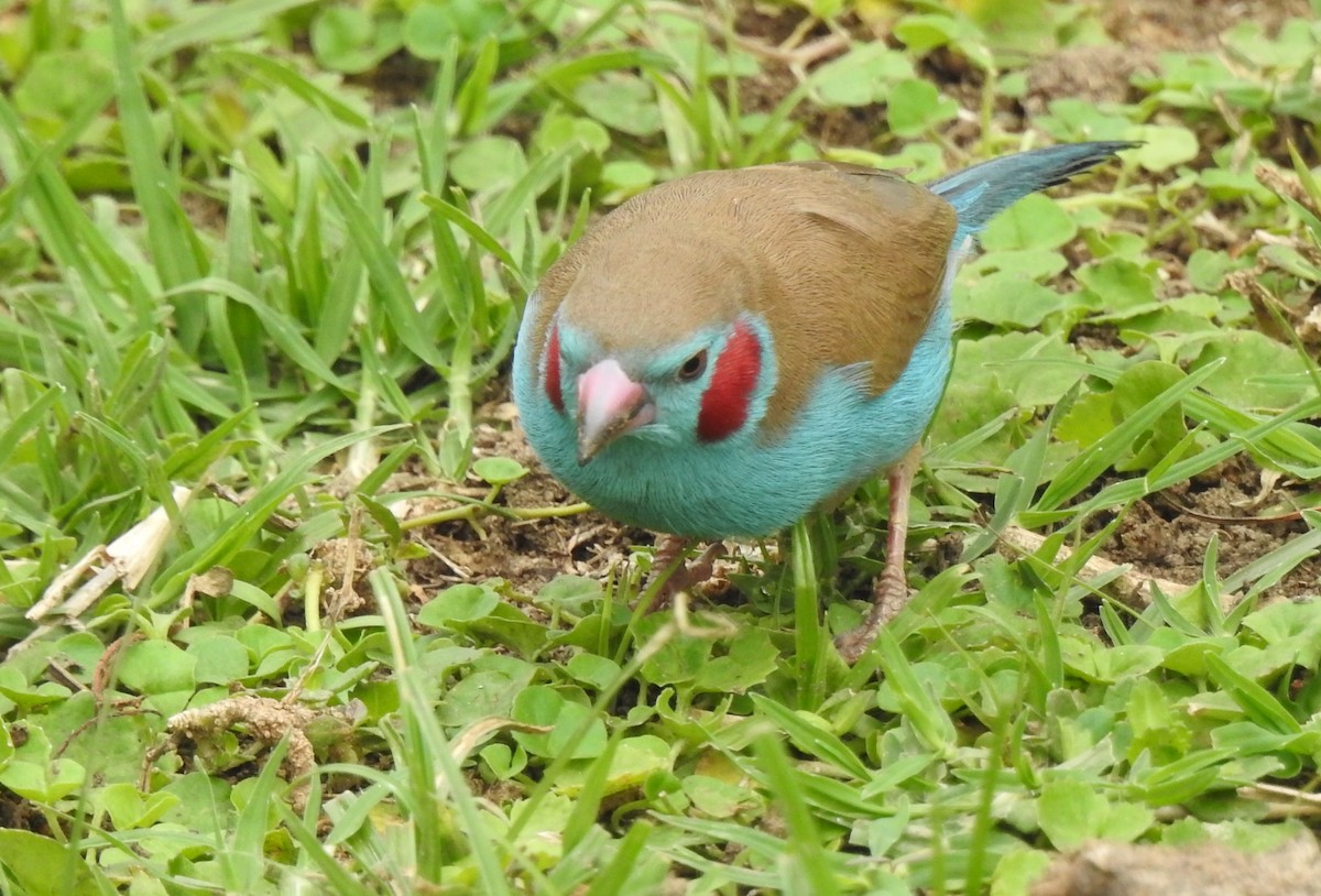 Red-cheeked Cordonbleu - ML166821091