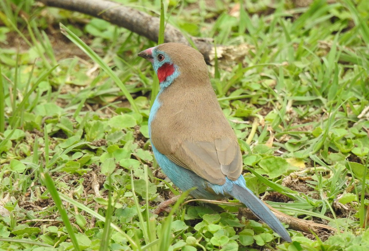 Red-cheeked Cordonbleu - ML166821111